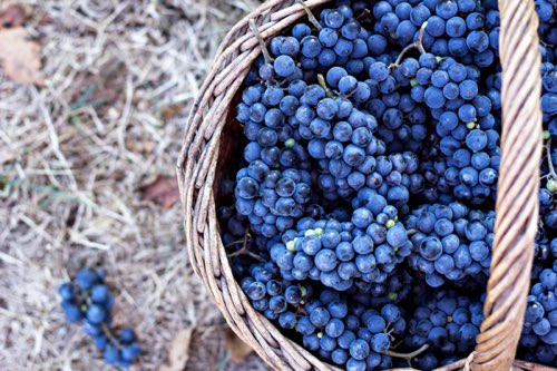geernteter Rotwein im Korb