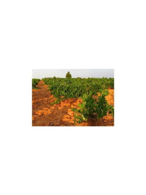 GOT 2018, Rotwein, Bodegas Gratias,VdT Manchuela, Spanien – Bild 3