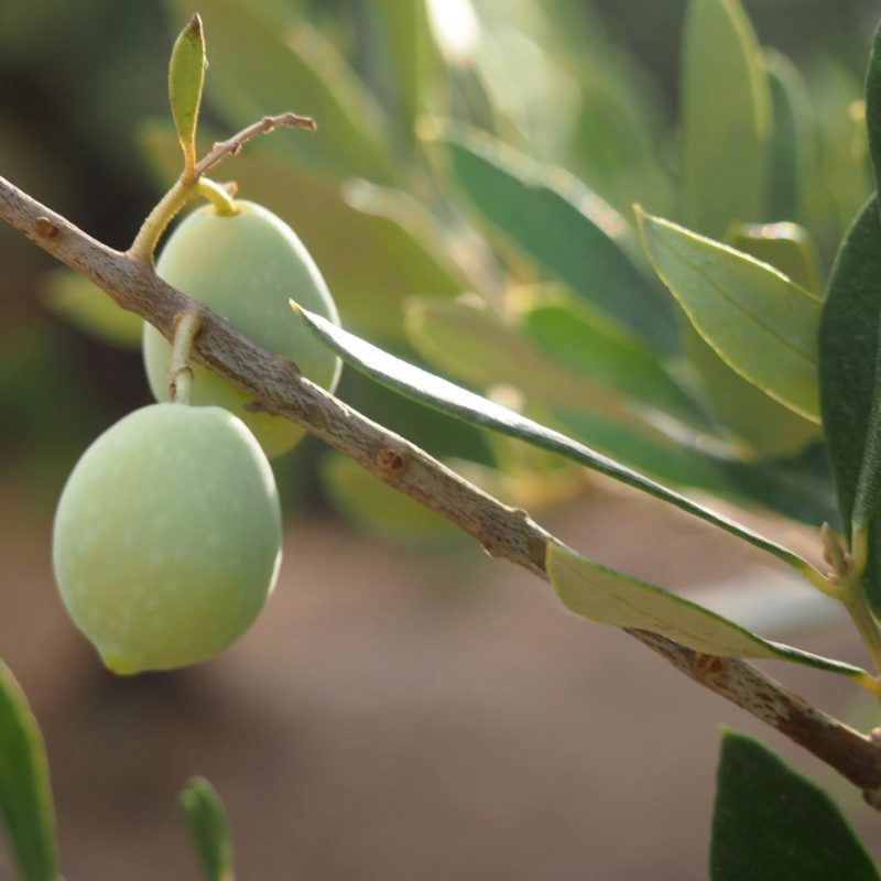 blanqueta oliven1