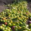 9Oliveres-BlanquetaOliven1