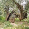 9Oliveres_Baum1