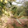 9Oliveres_Olive1