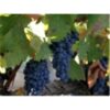 CB_Vinedo-4-Medium.jpg