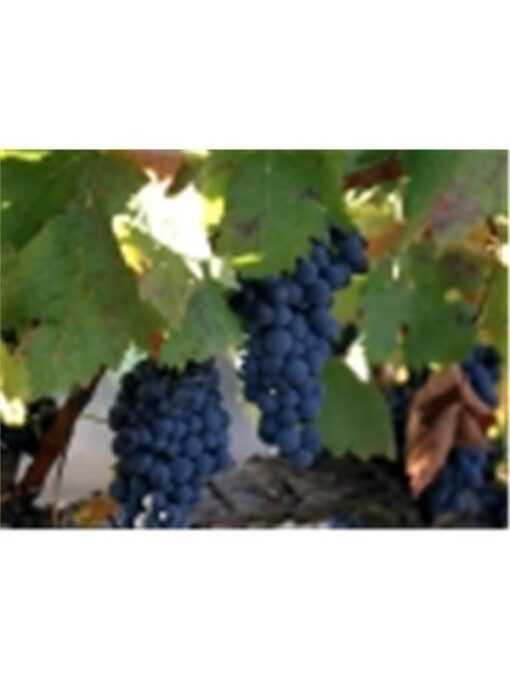 CB_Vinedo-4-Medium.jpg