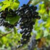 IMG-20190910-WA0019