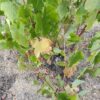 Saavedra_GarnachaRebe1