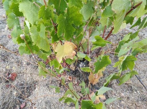 Saavedra_GarnachaRebe1