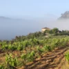Weinberg_Nebel1.webp