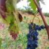 SC_RoteTrauben1.webp