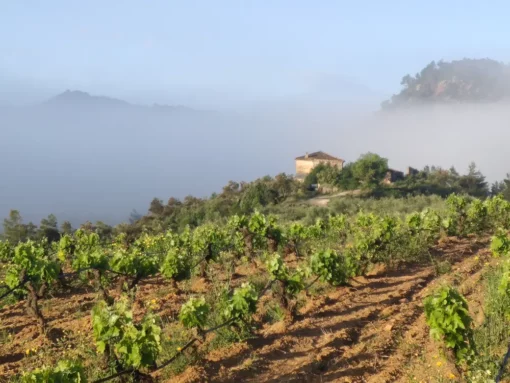 Weinberg_Nebel1.webp