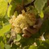 VinsElCep_Weisse_Trauben1.jpg