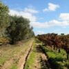 40663 Product Agrovinaz_Courelas_d_Torre_ml.jpg