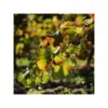 40671 Product Agrovinaz_Weinrebe3.jpg