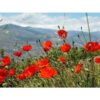 13604 Product SierraMohn1