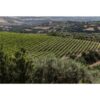 32766 Product Olianas_Weinberg