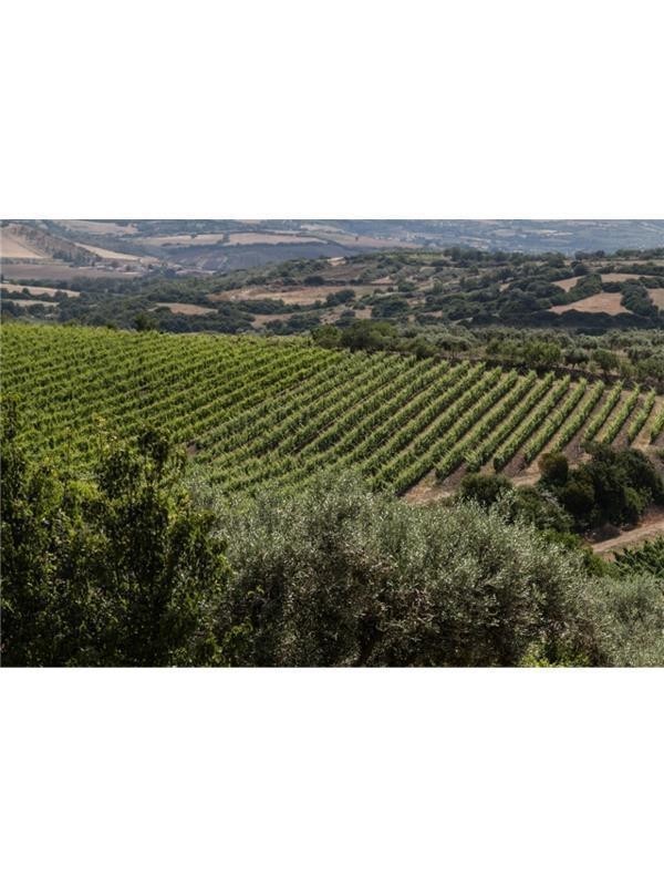 32766 Product Olianas_Weinberg