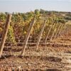 33158 Product ChRomanin_Vignoble08