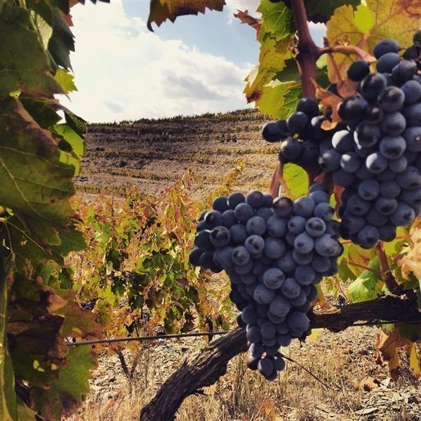 34694 Product WeinErnte2015_5