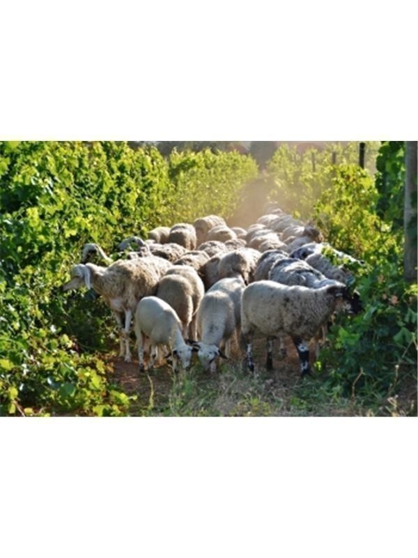 37002 Product Lox_SchafeReben1