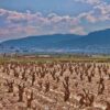 Bocopa_vina_uvas1.jpeg