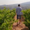39075 Product BCG_Vineyard_Clemente_Rücken1.jpg