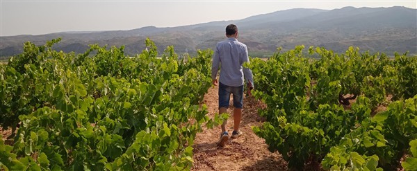 39075 Product BCG_Vineyard_Clemente_Rücken1.jpg