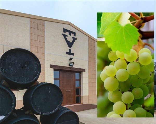 39601 Product VdTera_casa-uva-verdejo1.jpg