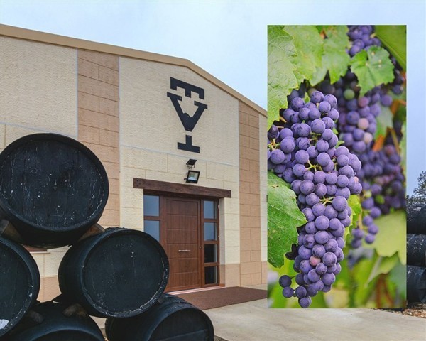 39609 Product VdTera_Casa_uva_tempranillo1.jpg