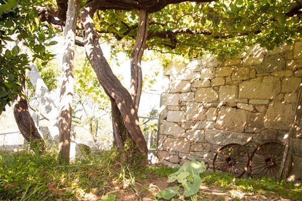 40798 Product rias-baixas-albarino-nadigna-galeria-cepas-centenarias4.jpg