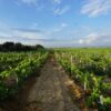 40260 Product Vinedos-Finca-Valonga-1.jpg