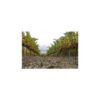 34743 Product VegaAixala_Reben1